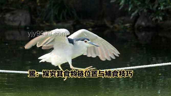 北风呼呼宠势舞：解析自然现象与诗意表达